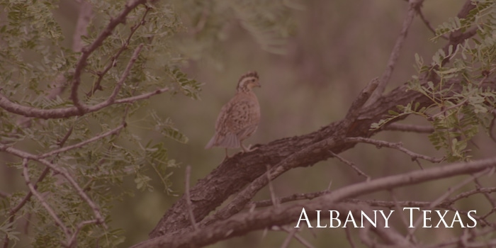 Resources for Albany Texas Hunters and New Land Owners