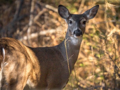 Intensive Deer Management on Your Ranch