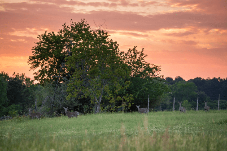 Managing the Deer Herd on Your Ranch