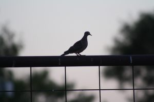 Hamilton County Dove 