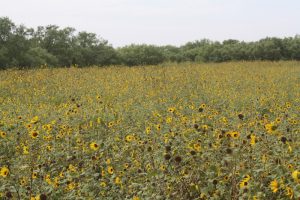 Hamilton County Dove Field