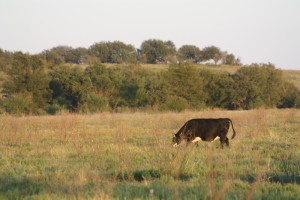 Texas ranch