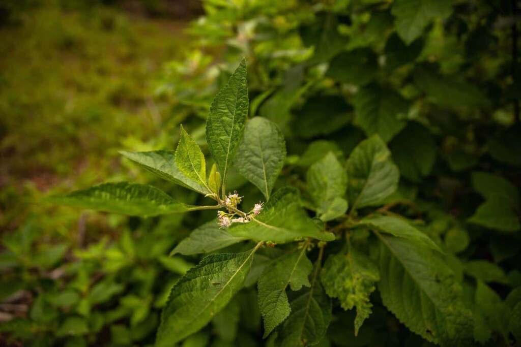 American beautyberry