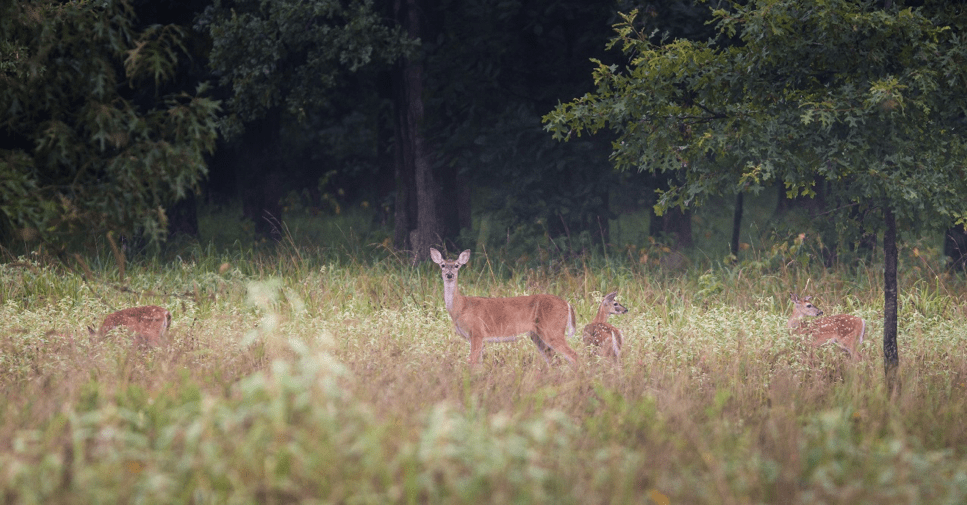 Herd Management