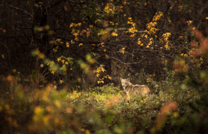 Managing Habitat