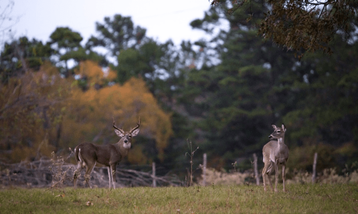 East Texas buck tending a doe