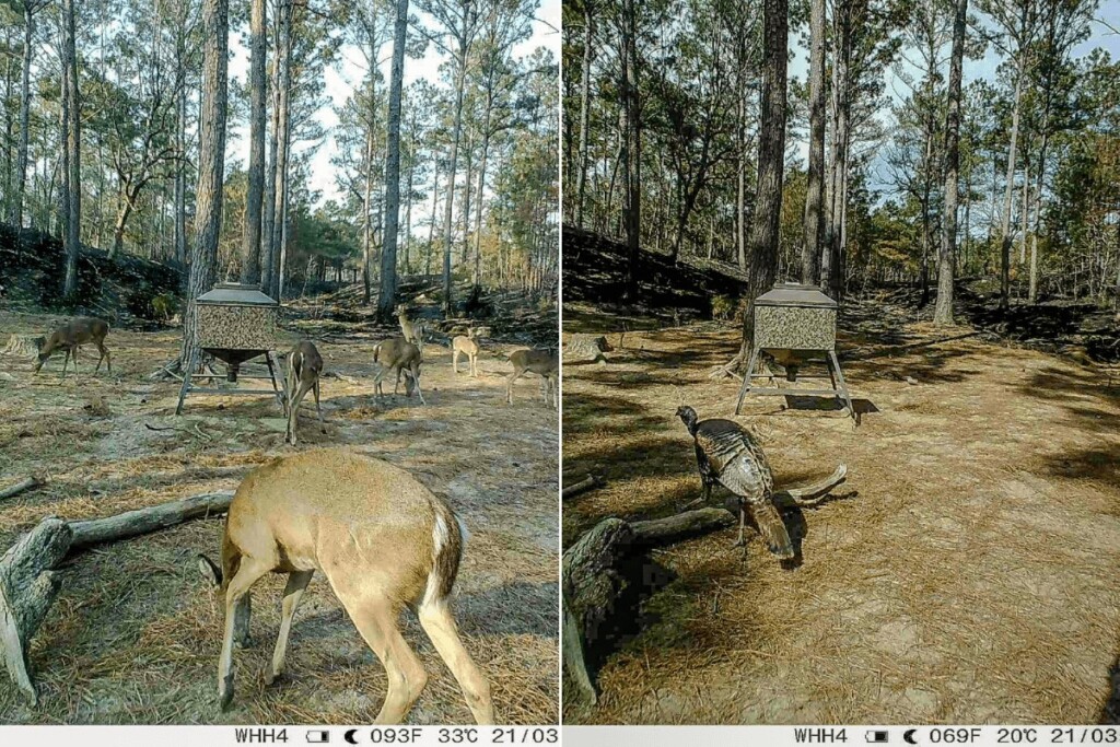 Prescribed Burn Deer Turkey