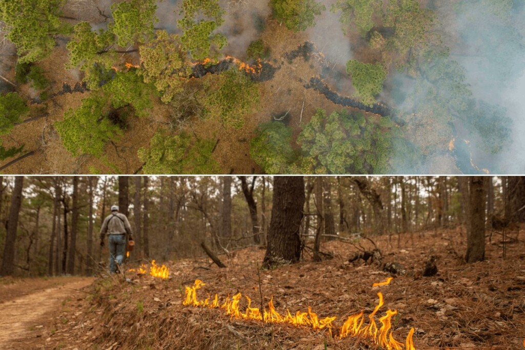 Prescribed Fire Burn Line