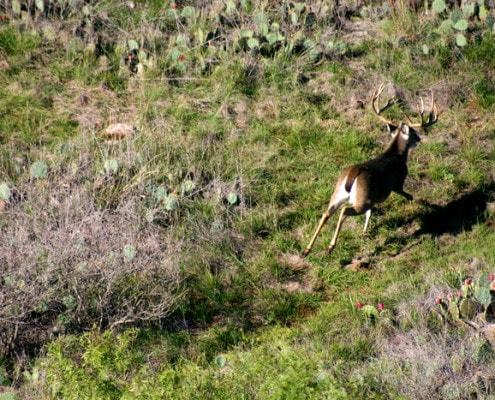 Trophy Whitetail