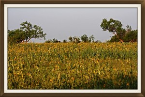 West-Texas-Ranch-7
