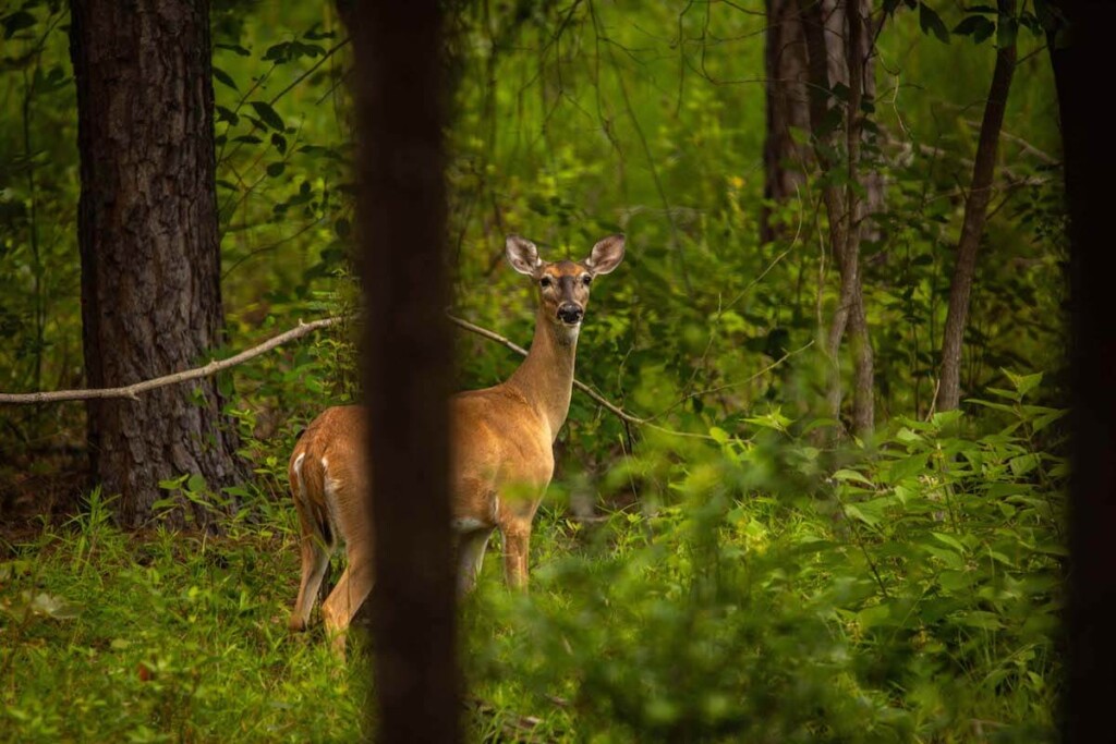 Prescribed Fire Yields Healthy Wildlife Habitat