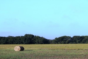 hay field