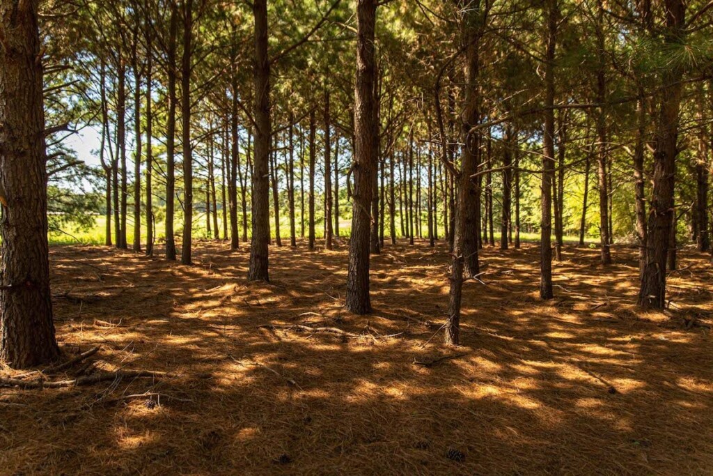 Timber Stand in need of Prescribed Fire