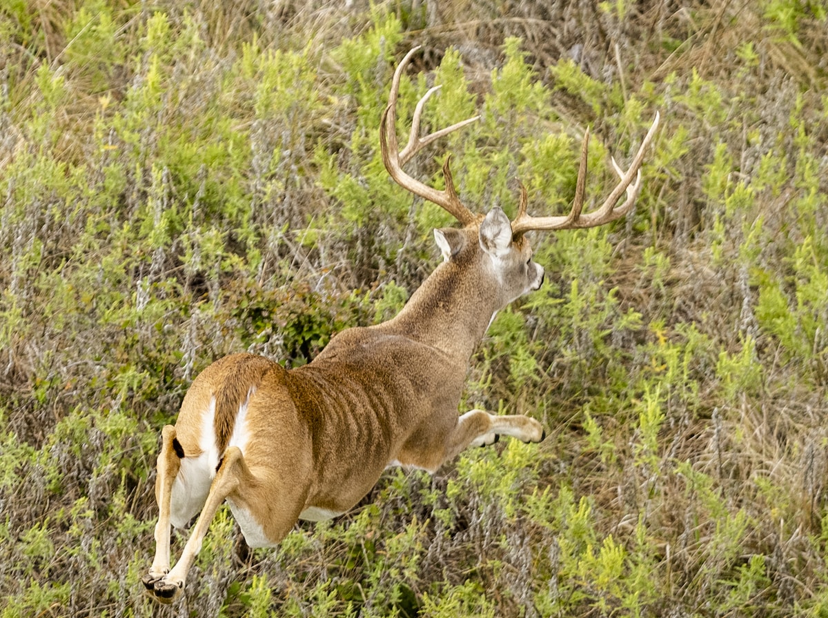 Breckenridge Texas Hunting Land in Lone Star Outdoor News