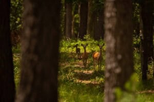 Wildlife Benefiting from Prescribed Burn