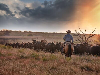 Top 10 Biggest Ranches in Texas and Why They Matter