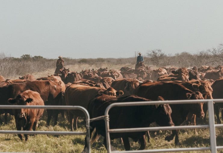 King Ranch