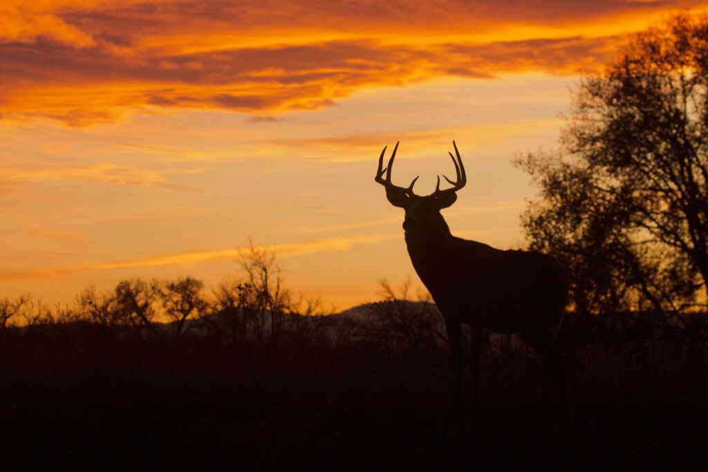 Ranch Hunts in Texas
