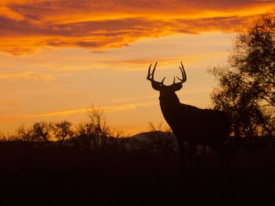 Ranch Hunts in Texas: What Makes Them Special