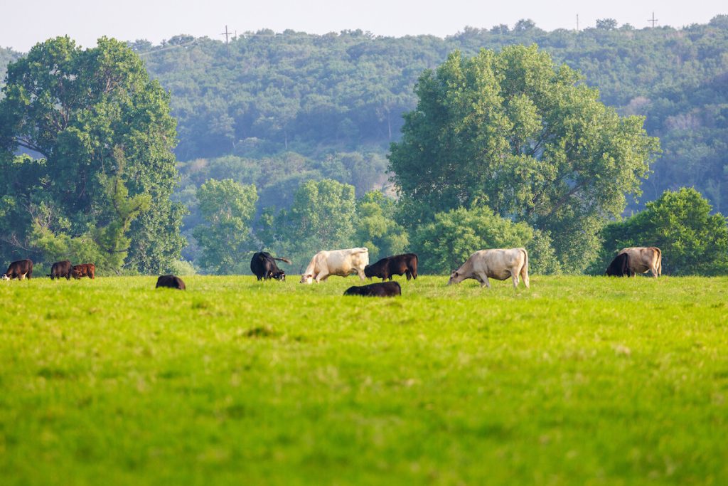 Dallas, Texas area ranch for sale