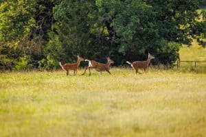Deer on a ranch near Dallas, TX