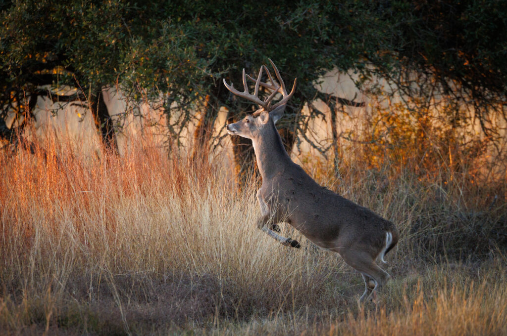 Best hunting in Texas