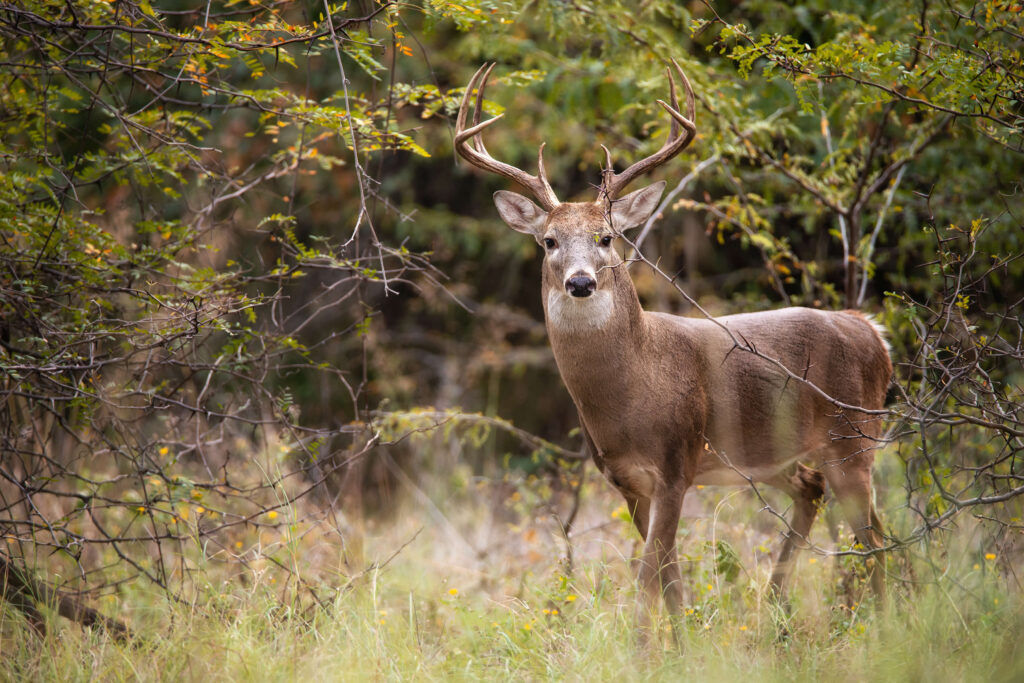 best hunting in texas