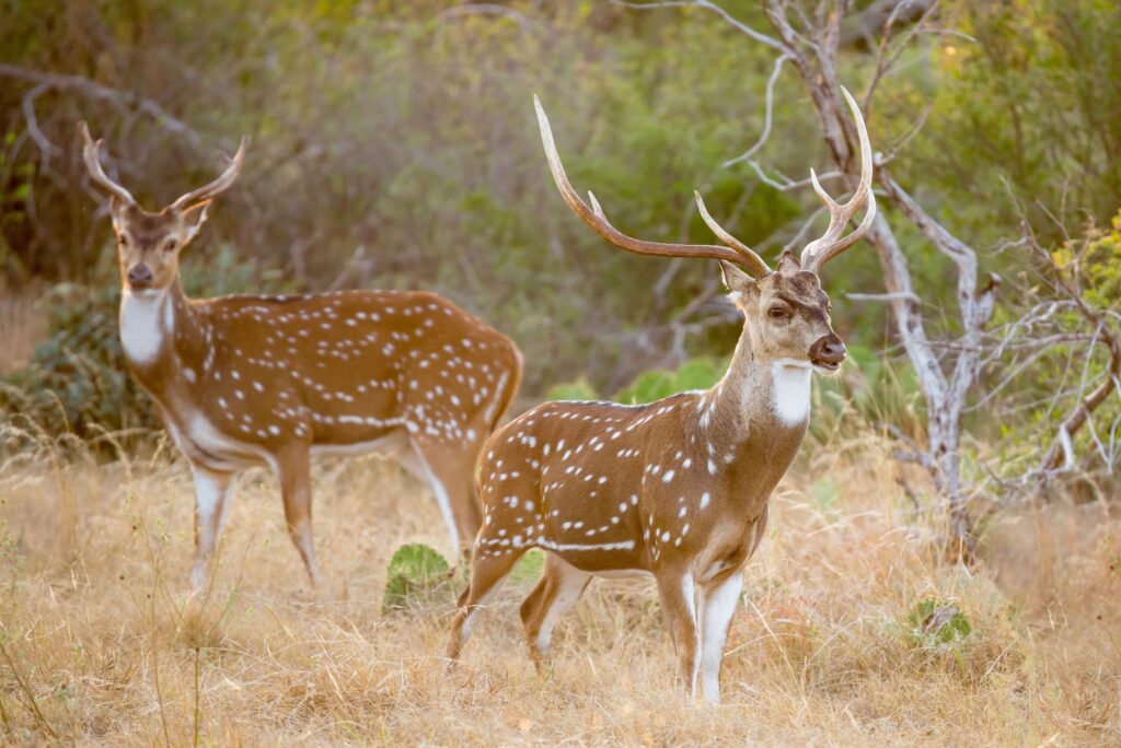 best places to hunt texsa