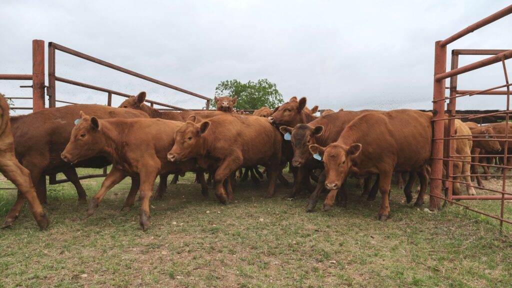 how texas ranchers make money