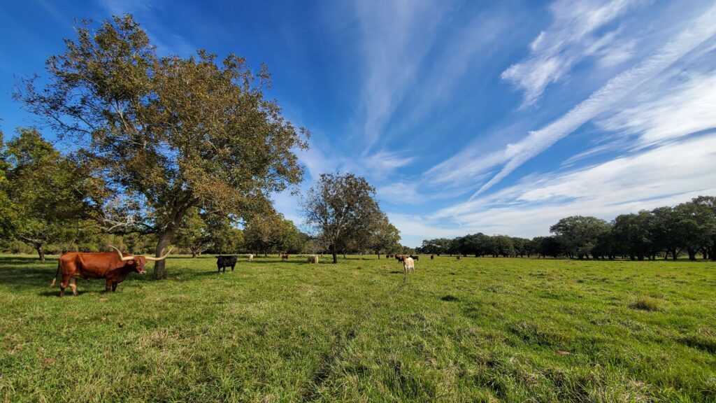 owning a ranch