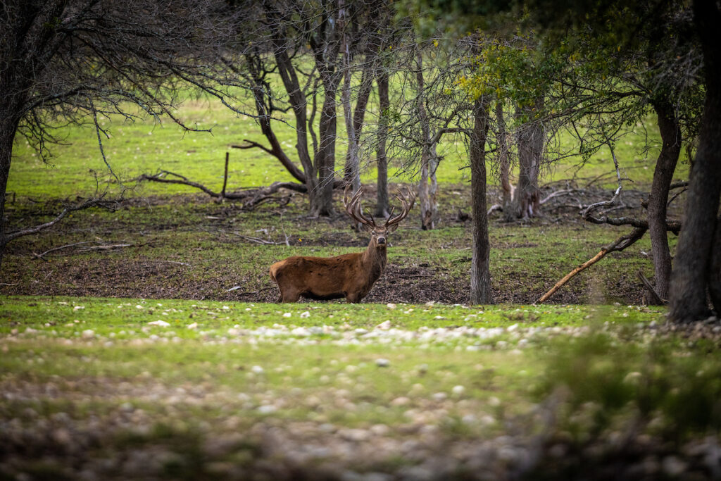 Best places to hunt in Texas for big game