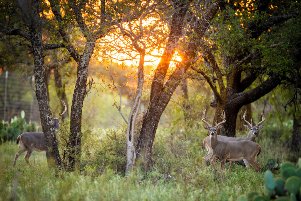 Right fences for Texas Ranches