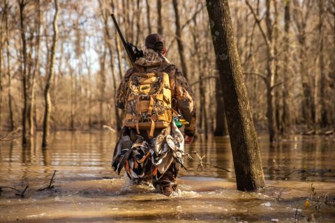 Waterfowl