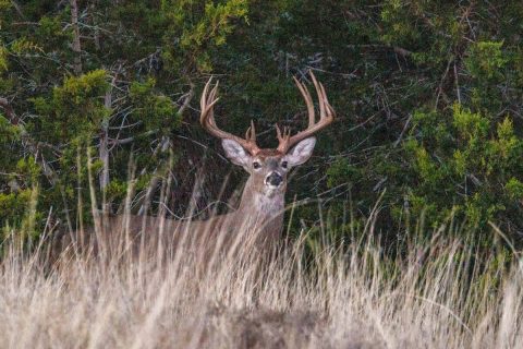 Whitetail deer