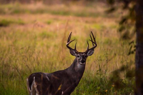 hrc--ranches-whitetail